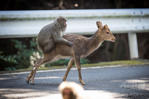 シカと交尾試みるサル、屋久島で「極めて珍しい」事例を確認：コメント2