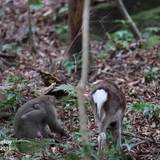 シカと交尾試みるサル、屋久島で「極めて珍しい」事例を確認