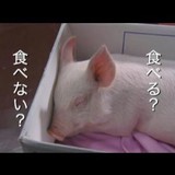 ★ブタがいた教室〜あなたなら食べる？食べない？★