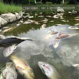 「こんな恐ろしい光景を見たことない…」　公園のコイ千匹以上が大量死　沖縄で猛暑が原因か