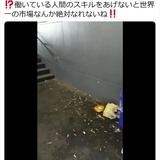 【炎上】築地移転の豊洲市場でタバコ投げ捨て大量発生 / 勝手に喫煙する市場関係者「ニコチン汚染が懸念」