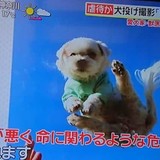 愛犬家の韓国人、安定の基地外っぷりで話題ｗ