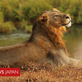 南アフリカのライオン、「密猟者」を食べる　頭だけ残し　