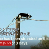 猫が電線の上で3日間立ち往生 米アリゾナ州