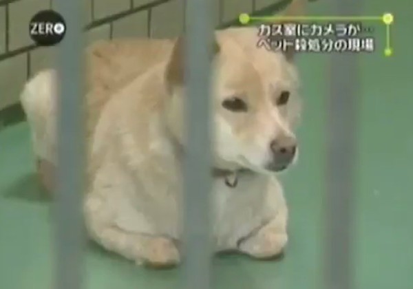 【犬・猫】年間あたりの殺処分数の現状とはいったい…：コメント46