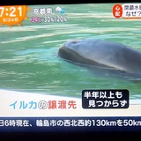 警官になった水族館のイルカペンギン取り残される