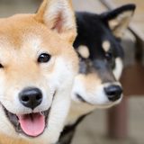 愛犬を勝手に触ろうとする子供が嫌い　飼い主の怒りの投稿に反響