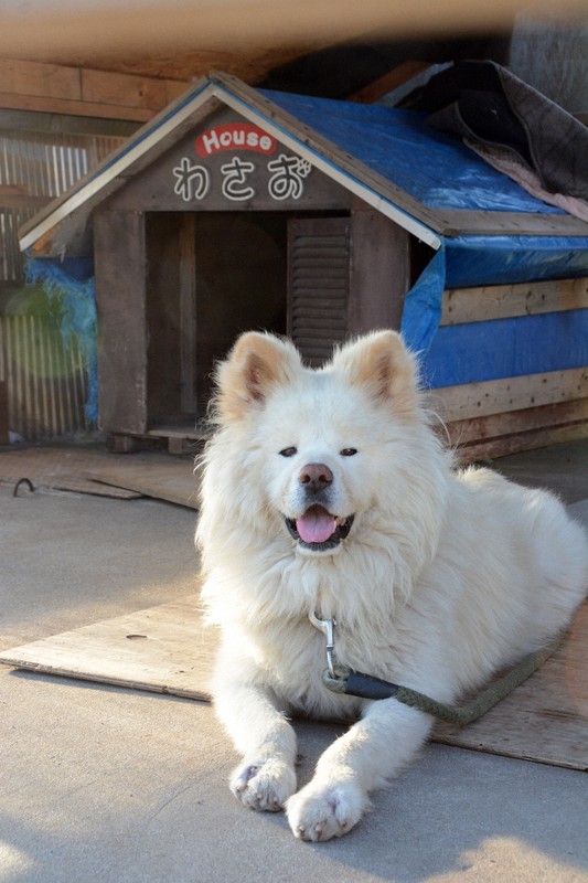 人気の秋田犬「わさお」が8日に死ぬ 死因は多臓器不全：コメント13