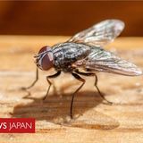 ハエを追い払おうと……自宅の一部吹き飛ばす　フランス